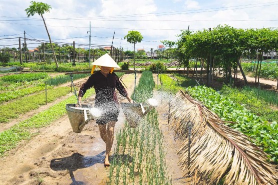 Day 10:  Hoi An - Cycling From Tra Que Village To Van Lang Village (Breakfast, Lunch)